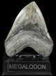 Serrated, Fossil Megalodon Tooth - South Carolina #74069-2